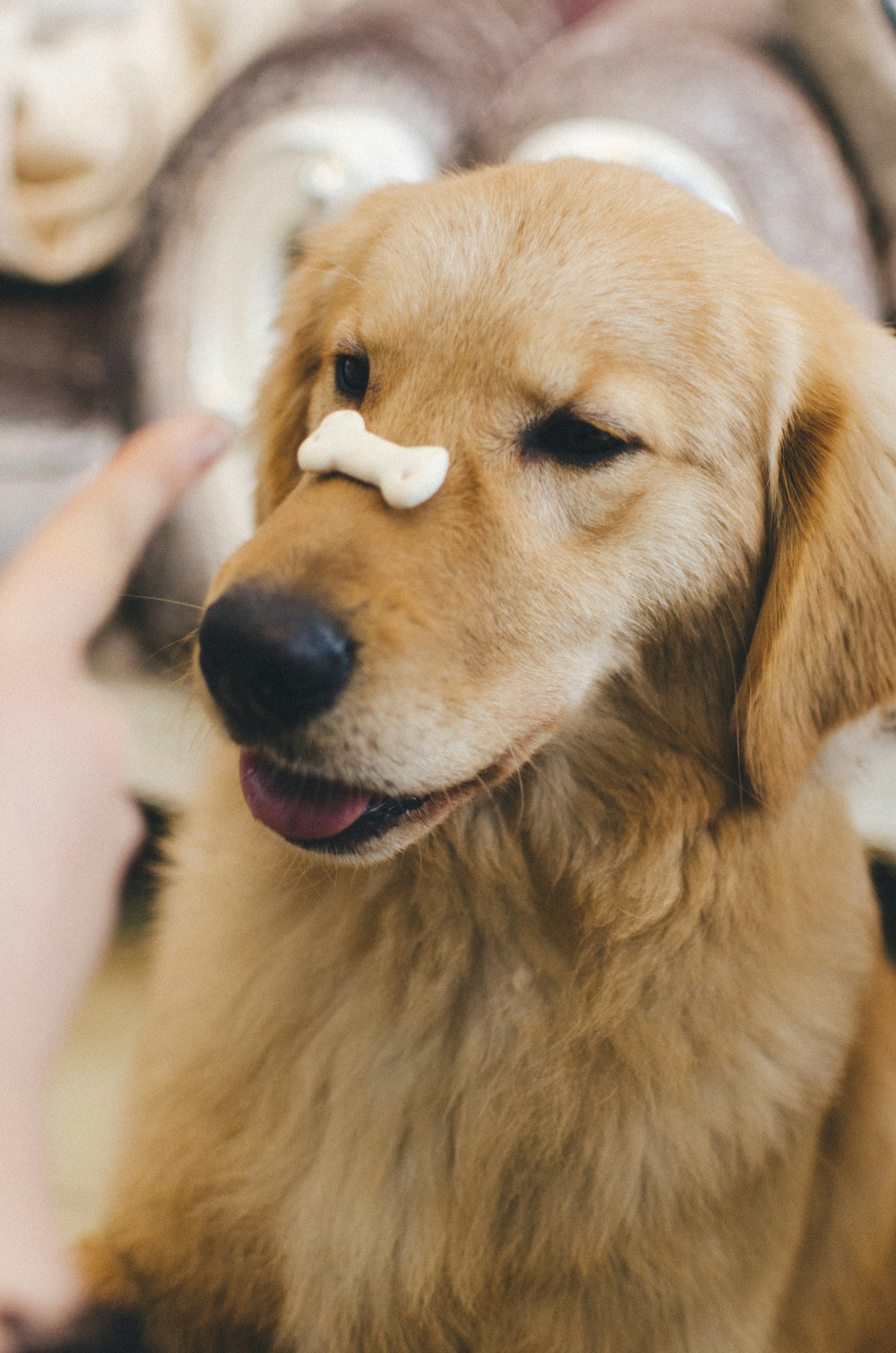 Sniff & Seek