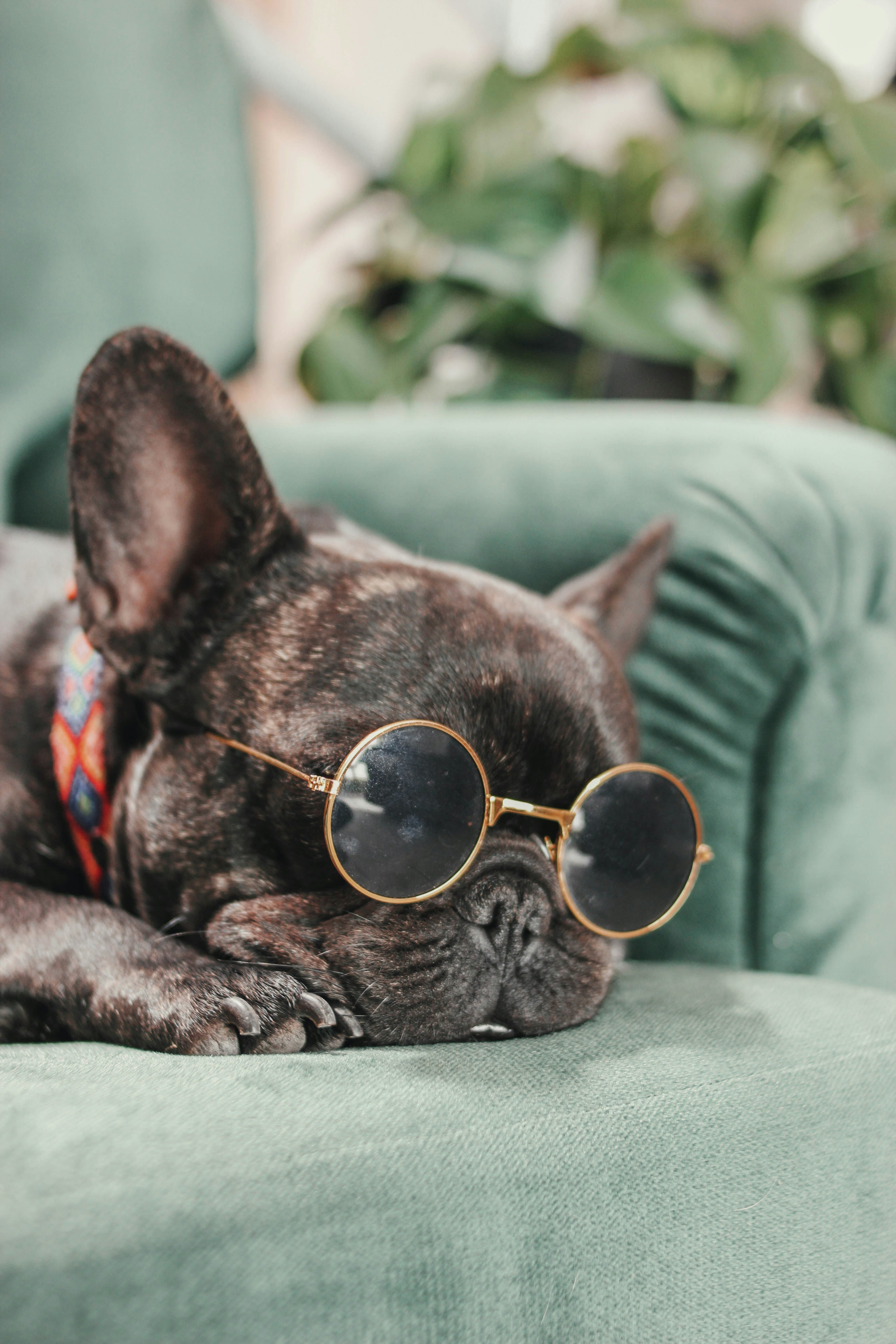 Posh Paws